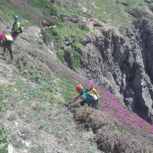 Eradicating Carpobrotus from the cliffs: not a job for everyone - Picture n. 4