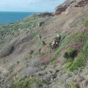 Eradicating Carpobrotus from the cliffs: not a job for everyone - Picture n. 5