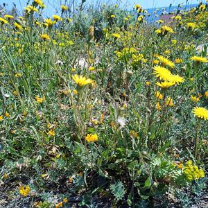 Lotus cytisoides, Euphorbia segetalis and Reichardia picroides (photo Emanuela Carli)