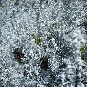 Artemisia arborescens in tutto il suo grigio splendore (foto Emanuela Carli)