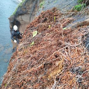 Monitoraggio Carpobrotus a Ventotene