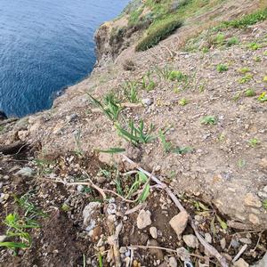 Eradication of Carpobrotus at Santo Stefano island: good news - Picture n. 6