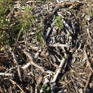 Un successo ecologico (l'eradicazione del Carpobrotus a Santo Stefano) - Foto n. 3