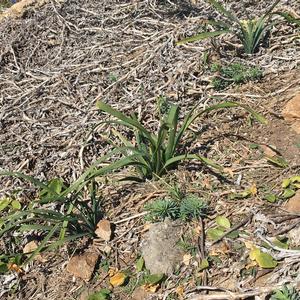 An ecological success (of eradication of Carpobrotus) - Picture n. 2