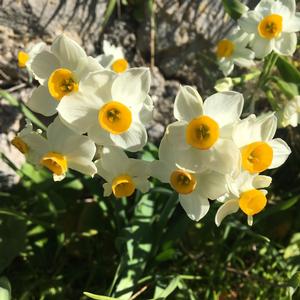 Un successo ecologico (l'eradicazione del Carpobrotus a Santo Stefano) - Foto n. 4