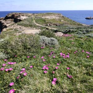 Punta Eolo nel 2017 (prima dell'eradicazione del Carpobrotus)