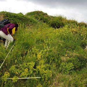 Plot di monitoraggio dopo l'eradicazione del Carpobrotus con la vegetazione in evoluzione - Euphorbia segetalis si espande (2023)