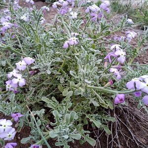 Una delle specie che hanno maggiormente beneficiato dell'eradicazione del Carpobrotus: Matthiola tricuspidata
