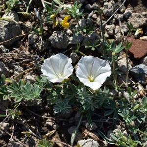 Alcune tra le specie che hanno maggiormente beneficiato dell'eradicazione del Carpobrotus: Convolvulus lineatus e  Lotus cytisoides 
