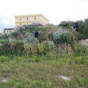 Municipal gardens during Carpobrotus removal (2017)