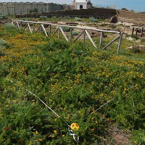 Plot di monitoraggio dopo l'eradicazione del Carpobrotus con la vegetazione in evoluzione (2023)