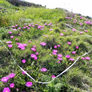 Plot di monitoraggio prima dell'eradicazione del Carpobrotus (2018)