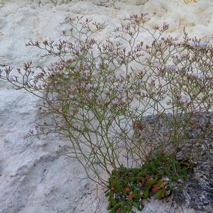 Limonium pontium in Ponza (Photo Emanuela Carli)