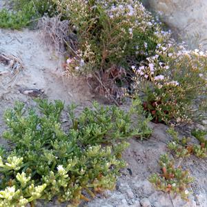 Limonium pontium and Mesembryanthemum nodiflorum (a native plant of aizoacea family) in Ponza (Photo Emanuela Carli)