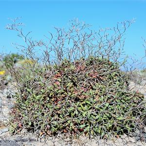 Limonium pandatariae a Punta Eolo - Ventotene (foto: Raffaella Frondoni)