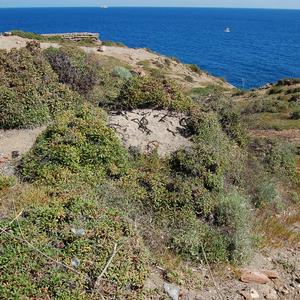 Limonium pandatariae a Punta Eolo - Ventotene (foto: Raffaella Frondoni)