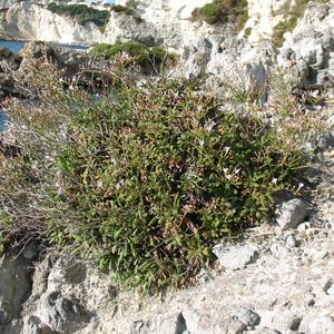 Limonium pontium a Ponza (foto: Gianluca Nicolella)