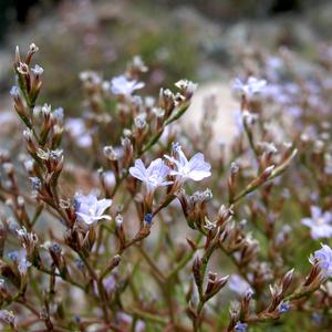 Limonium Pontium a Ponza (foto: Gianluca Nicolella)