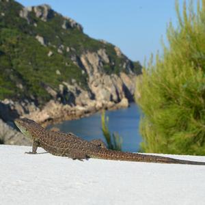 A Podarcis latastei in Zannone (photo: Ferdinando Corbi)