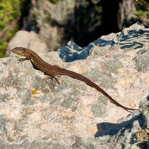 A Podarcis latastei in Zannone (photo: Joanna Lukaszewska)