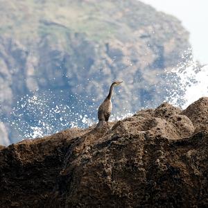 Marangone dal ciuffo (Phalacrocorax aristotelis). (Foto Camilla Gotti)