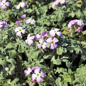 Three horned stock (Matthiola tricuspidata)