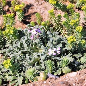 Three horned stock (Matthiola tricuspidata) and Pine spurge (Euphorbia pinea) 