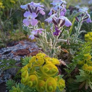 Matthiola tricuspidata (foto Emanuela Carli)