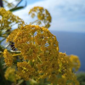 Particolare dell'infiorescenza di Ferula communis (foto Emanuela Carli)