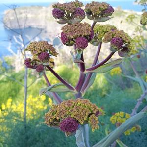 Ferula in fiore con sfondo di Ventotente (foto Emanuela Carli)