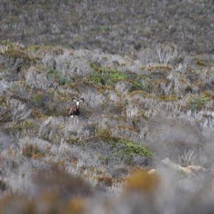 Mouflon