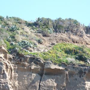 Nucleo di Carpobrotus