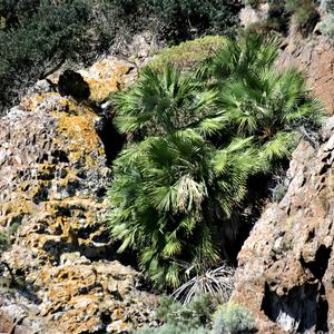 Mediterranean Fan Palm (Photo: E. Carli)