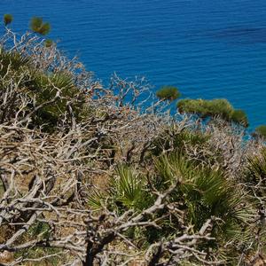 Mediterranean Fan Palm (Photo: R. Frondoni)