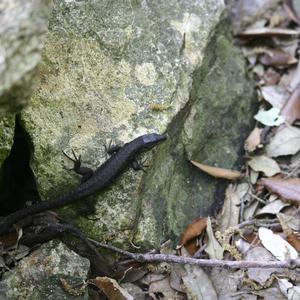 A Podarcis latastei in Palmarola (photo: Emanuela Carli)