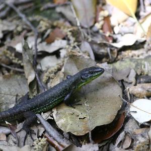 A Podarcis latastei in Palmarola (photo: Emanuela Carli)