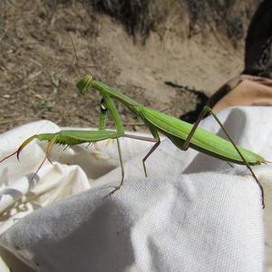 Palmarola - Mantis religiosa