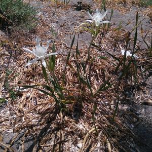 Sea daffodil (Pancratium maritimum) in Palmarola (Photo Emanuela Carli)