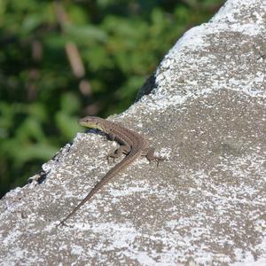 A Podarcis latastei in Ponza (photo: Fabrizio Petrassi)