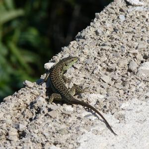 A Podarcis latastei in Ponza (photo: Fabrizio Petrassi)