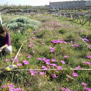 Plot a Punta Eolo (Ventotene) prima dell'eradicazione del Carpobrotus