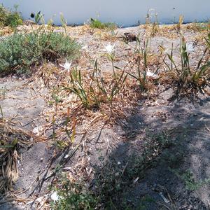 Recolonization in areas where Carpobrotus has been eradicated (Photo Emanuela Carli)