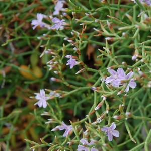 Limonium pandatariae (foto Emanuela Carli)