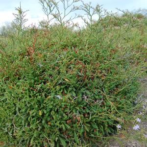 Limonium pandatariae (foto Emanuela carli)