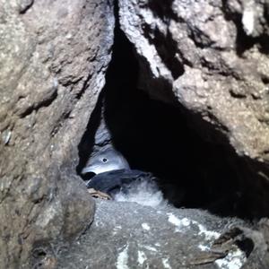 Discovery of a nest of yelkouan shearwater in Ventotene - Picture n. 1