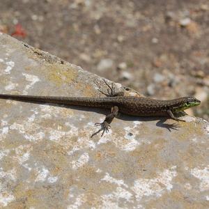 A Podarcis latastei in Zannone (Photo: Dario Capizzi)