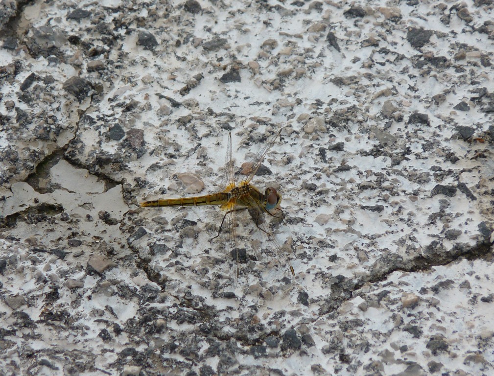 Sympetrum fonscolombei