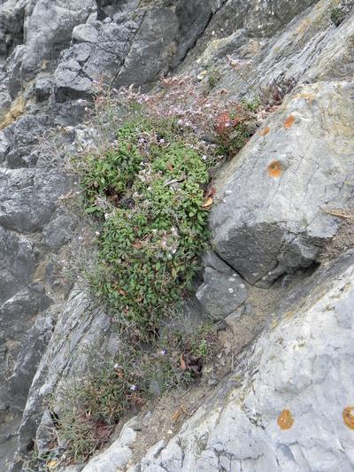 1240 Vegetated sea cliffs of the Mediterranean coasts with endemic Limonium spp.