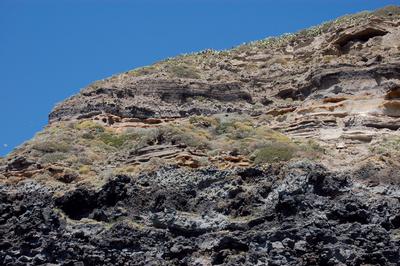 5320 Low formations of euphorbia close to cliffs