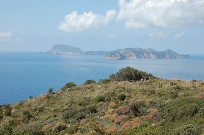 5330 Cespuglieti mediterranei predesertici